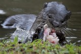 Otter In Action