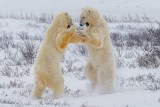 Polar Bears Fighting 376