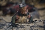 Galapagos wildlife8