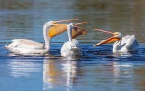 Pelican Meeting