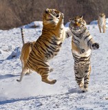 Tiger dance