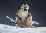 Siberian Tiger 02.jpg