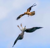Kite Attacks Sea Eagle