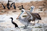 Chilepelicans with cormorants