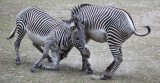 Fighting zebras 7304