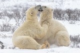 Bear Hug