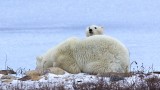 Polar Bear N08