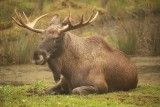 Elk 87