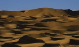 Desert beauty