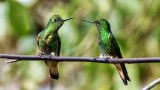 Chattin Hummingbirds