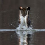 great crested grebe in courtship