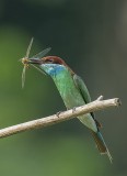 Blue throated bee eater 