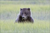 Cub with Grass