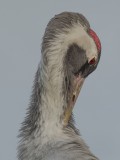 Eurasian Stork