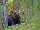 Elk at Poland