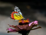 RED YELLOW BUTTERFLY