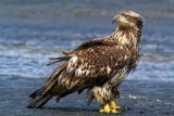 Kodiak Bald Eagle 08