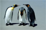 Three penguins postures