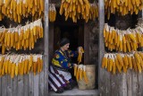 Corn cobs