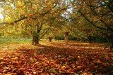 autumn