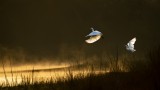Eternal Flight