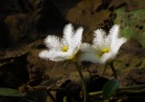 White flowers