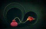 Red Tulip