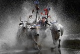 Bull Racing