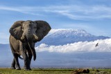 African Giants Together in Harmony