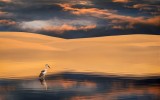 Life in the Desert