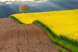 Yellow Wave