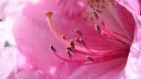 Symphoney in soft Bloom