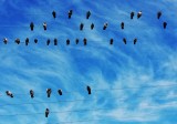 Partitura de Aves