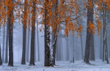 When winter and autumn meet