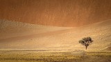 THE LONE TREE
