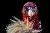 Bloody fierce Himalayan vulture