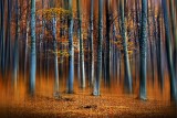 Dream Forest-3