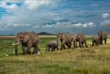 ELEPHANT PARADE