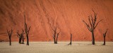 PETRIFIED TREES
