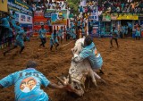 Bull in Action