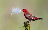 REDMUNIYA WITH FEATHER