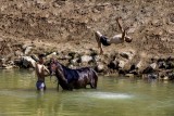 CHILDREN RIDING HORSE