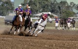 Galloping Grey