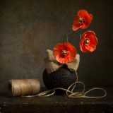 still life with poppies