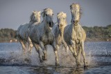 Withe Horses