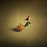 Still life with a bird