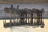 Zebras drinking water35