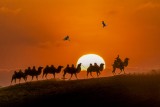 Camels trip-1