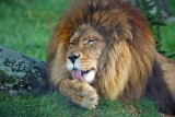Contented lion