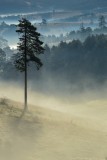 Pine and fog